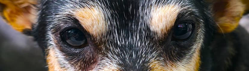 Pet ocular macro-shot - predictive longevity subject